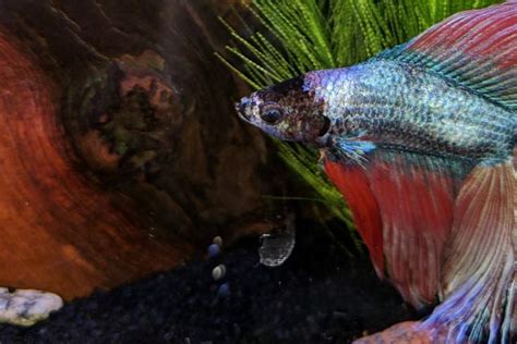 velvet betta fish treatment - betta fish velvet disease